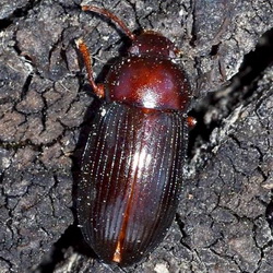 Alphitobius diaperinus